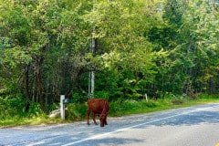 IMG_6547
