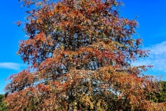 IMG_7535