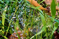IMG_7418