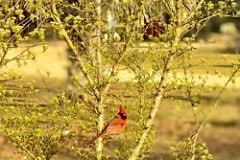 Cardinal in bush.