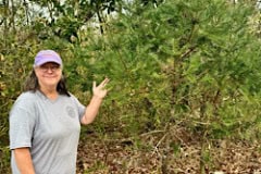 Cindy in front of a rare Torreya Tree