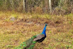 Kissimeee_Prairie_Preserve_State_Park_Peacock.jpg