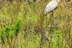 Kissimeee_Prairie_Preserve_State_Park_Wood_Stork.jpg