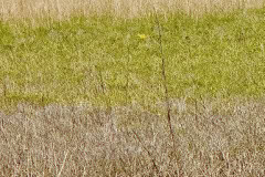 Kissimeee_Prairie_Preserve_State_Park_Blue_Heron.jpg