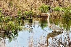 Kissimeee_Prairie_Preserve_State_Park_Egret.jpg