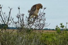 Kissimeee_Prairie_Preserve_State_Park_Red_Shouldered_Hawk2.jpg