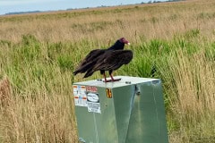 Kissimeee_Prairie_Preserve_State_Park_Vultures2.jpg