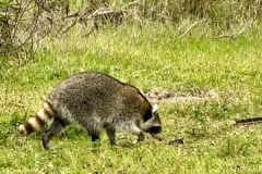 Kissimeee_Prairie_Preserve_State_Park_Racoon.jpg