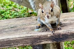 Kissimeee_Prairie_Preserve_State_Park_Squirrel.jpg