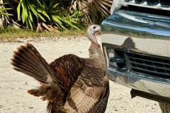 Kissimeee_Prairie_Preserve_State_Park_Turkey2.jpg