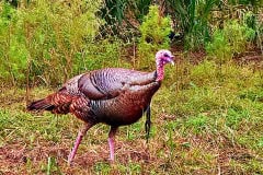 Kissimeee_Prairie_Preserve_State_Park_Turkey1.jpg