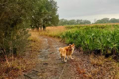 Kissimeee_Prairie_Preserve_State_Park_Bella.jpg