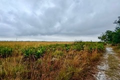 Kissimeee_Prairie_Preserve_State_Park_sky2.jpg