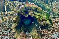 Cypress_glen_gallon_jug_in_fallen_trunk.jpg