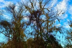 Cypress_glen_tree_and_sky.jpg