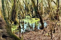 Cypress_glen_cypress_knees.jpg