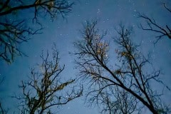 Cypress_glen_night_sky.jpg
