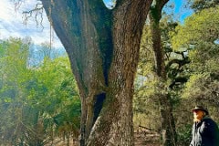 Cypress_glen_twisted_tree_jeff.jpg