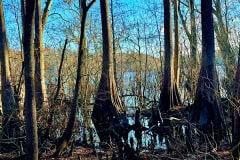 Cypress_glen_cypress_trees.jpg