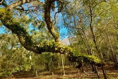 Cypress_glen_fern_covered_limb.jpg