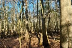 Cypress_glen_trees.jpg