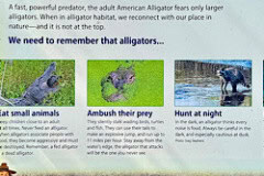 Paynes_Prairie_Alligator_Sign.jpg