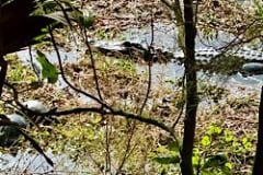 Paynes_Prairie_Rim_Ramble_alligator2.jpg