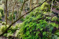 Paynes_Prairie_Rim_Ramble_ferns.jpg