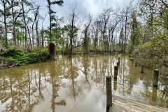 Tickfaw_State_Park_Flooded_Canoe_Dock.jpg