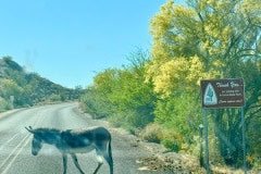 IMG_9868