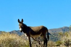 IMG_9869