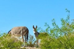 IMG_9871