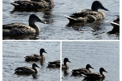 00547EFF-BD0D-4BB3-9108-512FE9381879-COLLAGE