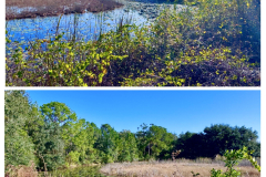 75ABE223-01EF-402E-B044-8ADF06F90EB5-COLLAGE