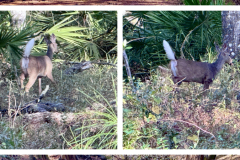 978624AB-DE30-4235-9D82-9CEAF9C32AE8-COLLAGE