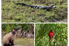 068868EA-7159-4C6F-8A85-028EF850873A-COLLAGE