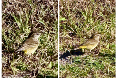 0EADDA74-1750-413E-84C8-823B3696141D-COLLAGE