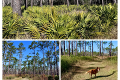 3759F8CB-B7C5-48EA-841D-B508BCB271BE-COLLAGE