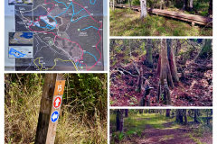 41AC4288-C442-494B-8D4F-843AC31E18DB-COLLAGE