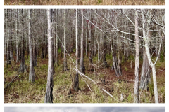 70A18A93-B1EC-40A7-84C3-B287B3AAA699-COLLAGE