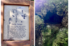 D50099FE-3D8F-4789-850F-DF5FEDBFE7E4-COLLAGE