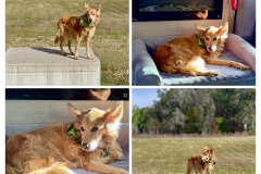 E4579EA5-4F2E-4A15-8AF1-04013408B107-COLLAGE