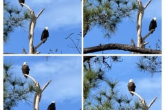 C75FE318-9B2C-4E0E-A504-7A92BC0210C1-COLLAGE