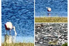 22D2DEC5-22DD-4578-85CE-B8A658F4FA16-COLLAGE