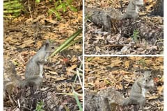 4CB94389-AC40-4AE8-B0BF-CA4FA0D6BE78-COLLAGE