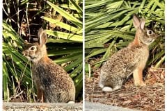 6820F179-FF5D-4F33-86B6-5647EF67410A-COLLAGE