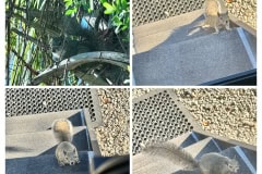 7412FE1B-5ADA-49C1-91CB-85F233DF92B7-COLLAGE