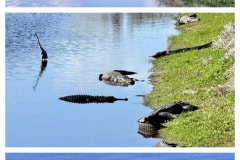 7BA530CC-2D62-4969-A262-7017164C739E-COLLAGE