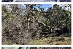 C04D4E0B-F62B-4AA9-8C08-1784DCBF382A-COLLAGE