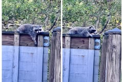 C7D7331A-189B-43D1-94A4-E77FC80088C2-COLLAGE